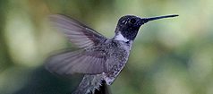 What I Learned from a Hummingbird