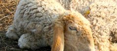 697 Sheep and I Can’t Sleep